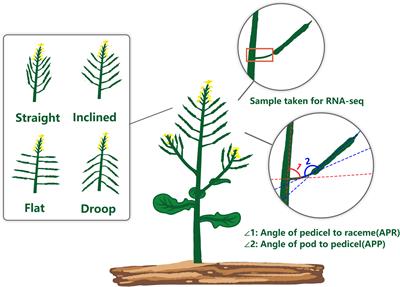 Genome-wide association and RNA-seq analyses identify loci for pod orientation in rapeseed (Brassica napus)